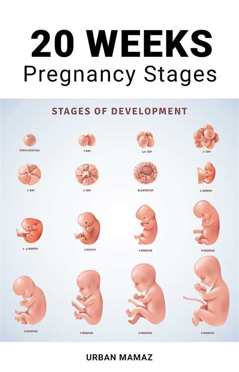 How do I track my Baby's development?